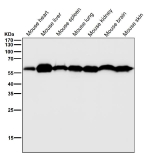 All lanes use the KLC3 antibody at 1:2K dilution for 1 hour at room temperature. Predicted molecular weight ~55 kDa.