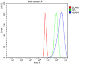 Flow Cytometry analysis of U251 cells using anti-KEAP1 antibody. Overlay histogram showing U251 cells stained with (Blue line). To facilitate intracellular staining, cells were fixed with 4% paraformaldehyde and permeabilized with permeabilization buffer. The cells were blocked with 10% normal goat serum. And then incubated with rabbit anti-KEAP1 antibody (1 ug/million cells) for 30 min at 20oC. DyLight 488 conjugated goat anti-rabbit IgG (5-10 ug/million cells) was used as secondary antibody for 30 minutes at 20oC. Isotype control antibody (Green line) was rabbit IgG (1 ug/million cells) used under the same conditions. Unlabelled sample without incubation with primary antibody and secondary antibody (Red line) was used as a blank control.
