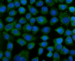IF analysis of KEAP1 using anti-KEAP1 antibody (green). KEAP1 was detected in an immunocytochemical section of cells. Enzyme antigen retrieval was performed using IHC enzyme antigen retrieval reagent for 15 mins. The cells were blocked with 10% goat serum. And then incubated with 5 ug/ml rabbit anti-KEAP1 antibody overnight at 4oC. DyLight 488 Conjugated Goat Anti-Rabbit IgG was used as secondary antibody at 1:100 dilution and incubated for 30 minutes at 37oC. The section was counterstained with DAPI (blue). Visualize using a fluorescence microscope and filter sets appropriate for the label used.