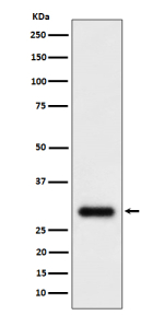 Western blot analysis of TMEM192 expression in U87-MG cell lysate. Predicted molecular weight ~32 kDa.