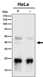 Immunoprecipitate (IP) analysis using the antibody at 1:50 dilution. (Western blot at 1:1K dilution)