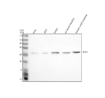 Western blot analysis of HES7 using anti-HES7 antibody. Electrophoresis was performed on a 12% SDS-PAGE gel at 80V (Stacking gel) / 120V (Resolving gel) for 2 hours. Lane 1: human Hela whole cell lysates, Lane 2: human 293T whole cell lysates, Lane 3: human Jurkat whole cell lysates, Lane 4: rat small intestine tissue lysates, Lane 5: mouse small intestine tissue lysates. After electrophoresis, proteins were transferred to a nitrocellulose membrane at 150 mA for 50-90 minutes. Blocked the membrane with 5% non-fat milk/TBS for 1.5 hour at RT. The membrane was incubated with rabbit anti-HES7 antibody at 0.5 ug/ml overnight at 4oC, then washed with TBS-0.1%Tween 3 times with 5 minutes each and probed with a goat anti-rabbit IgG-HRP secondary antibody at a dilution of 1:5000 for 1.5 hour at RT. The signal was developed using an ECL Plus Western Blotting Substrate. A specific band was detected for HES7 at approximately 25 kDa. The expected band size for HES7 is at 25 kDa.