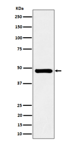 Western blot analysis of SNX5 expression in Jurkat cell lysate using SNX5 antibody.