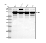 Western blot analysis of IRF2BPL using anti-IRF2BPL antibody. Lane 1: human PC-3 whole cell lysates, Lane 2: human SH-SY5Y whole cell lysates, Lane 3: human MCF-7whole cell lysates, Lane 4: human RT4 whole cell lysates. After electrophoresis, proteins were transferred to a nitrocellulose membrane at 150 mA for 50-90 minutes. Blocked the membrane with 5% non-fat milk/TBS for 1.5 hour at RT. The membrane was incubated with rabbit anti-IRF2BPL antibody at 0.25 ug/ml overnight at 4oC, then washed with TBS-0.1%Tween 3 times with 5 minutes each and probed with a goat anti-rabbit IgG-HRP secondary antibody at a dilution of 1:5000 for 1.5 hour at RT. The signal was developed using enhanced chemiluminescent. The expected band size for IRF2BPL is at 83 kDa and is commonly observed at 83-93 kDa due to anomalous SDS-PAGE mobility from its composition