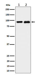 Western blot analysis of CSDE1 expression in (1) K562 cell lysate; (2) PC-12 cell lysate using CSDE1 antibody. Predicted molecular weight ~89 kDa.