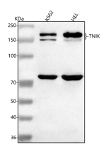 Western blot analysis of TNIK using anti-TNIK antibody. Lane 1: human K562 whole cell lysates, Lane 2: human HEL whole cell lysates. After electrophoresis, proteins were transferred to a nitrocellulose membrane at 150 mA for 50-90 minutes. Blocked the membrane with 5% non-fat milk/TBS for 1.5 hour at RT. The membrane was incubated with rabbit anti-TNIK antibody at 0.5 ug/ml overnight at 4oC, then washed with TBS-0.1%Tween 3 times with 5 minutes each and probed with a goat anti-rabbit IgG-HRP secondary antibody at a dilution of 1:5000 for 1.5 hour at RT. The signal was developed using enhanced chemiluminescent. The expected band size for TNIK is at 155 kDa and ~180 kD (phosphorylated/active form). A 70â80 kDa band may be observed and may represent a TNIK cleavage product generated under apoptotic or stress conditions.