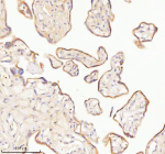 Immunohistochemical staining of TNIK using anti-TNIK antibody. TNIK was detected in a paraffin-embedded section of human placenta tissue. Heat mediated antigen retrieval was performed in EDTA buffer (pH 8.0, epitope retrieval solution). The tissue section was blocked with 10% goat serum. The tissue section was then incubated with 2 ug/ml rabbit anti-TNIK antibody overnight at 4oC. Peroxidase Conjugated Goat Anti-rabbit IgG was used as secondary antibody and incubated for 30 minutes at 37oC. The tissue section was developed using an HRP secondary and DAB substrate.