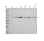 Western blot analysis of PLIN5 using anti-PLIN5 antibody. Electrophoresis was performed on a 10% SDS-PAGE gel at 80V (Stacking gel) / 120V (Resolving gel) for 2 hours. Lane 1: human MCF-7 whole cell lysates, Lane 2: human RT4 whole cell lysates, Lane 3: human HepG2 whole cell lysates, Lane 4: human HT1080 whole cell lysates, Lane 5: rat liver tissue lysates, Lane 6: mouse liver tissue lysates. After electrophoresis, proteins were transferred to a nitrocellulose membrane at 150 mA for 50-90 minutes. Blocked the membrane with 5% non-fat milk/TBS for 1.5 hour at RT. The membrane was incubated with rabbit anti-PLIN5 antibody at 0.5 ug/ml overnight at 4oC, then washed with TBS-0.1%Tween 3 times with 5 minutes each and probed with a goat anti-rabbit IgG-HRP secondary antibody at a dilution of 1:5000 for 1.5 hour at RT. The signal was developed using an ECL Plus Western Blotting Substrate. The expected band size for PLIN5 is at 51 kDa.