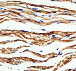 Immunohistochemical staining of PLIN5 using anti-PLIN5 antibody. PLIN5 was detected in a paraffin-embedded section of mouse heart tissue. Heat mediated antigen retrieval was performed in EDTA buffer (pH 8.0, epitope retrieval solution). The tissue section was blocked with 10% goat serum. The tissue section was then incubated with 2 ug/ml rabbit anti-PLIN5 antibody overnight at 4oC. Peroxidase Conjugated Goat Anti-rabbit IgG was used as secondary antibody and incubated for 30 minutes at 37oC. The tissue section was developed using an HRP secondary and DAB substrate.
