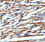 Immunohistochemical staining of PLIN5 using anti-PLIN5 antibody. PLIN5 was detected in a paraffin-embedded section of rat heart tissue. Heat mediated antigen retrieval was performed in EDTA buffer (pH 8.0, epitope retrieval solution). The tissue section was blocked with 10% goat serum. The tissue section was then incubated with 2 ug/ml rabbit anti-PLIN5 antibody overnight at 4oC. Peroxidase Conjugated Goat Anti-rabbit IgG was used as secondary antibody and incubated for 30 minutes at 37oC. The tissue section was developed using an HRP secondary and DAB substrate.