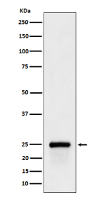 Western blot analysis of GSTA4 expression in 293T cell lysate.