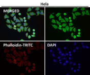 Immunofluorescent analysis using the LFNG antibody (green) at 1:500 dilution.