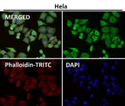 Immunofluorescent analysis using the LFNG antibody (green) at 1:50 dilution.