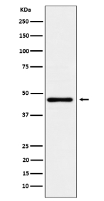 Western blot analysis of Lunatic Fringe expression in HeLa cell lysate using LFNG antibody.