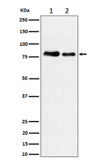 Western blot analysis of PKC expression in (1) HeLa cell lysate; (2) cell lysate using PKC antibody.