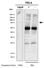 Immunoprecipitation analysis using the PKC antibody at 1:50 dilution. (Western blot at 1:1K dilution)