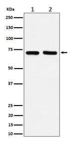 Western blot analysis of PREPL expression in (1) MCF7 cell lysate; (2) Raw264.7 cell lysate.
