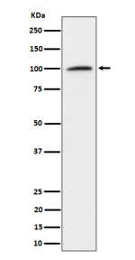 Western blot analysis of Nucleolin expression in K562 cell lysate using NCL antibody.