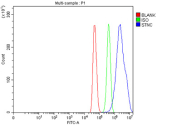 Flow Cytometry analysis of rat C2C12 cells using anti-SYNC antibody. Overlay histogram showing C2C12 cells stained with (Blue line). To facilitate intracellular staining, cells were fixed with 4% paraformaldehyde and permeabilized with permeabilization buffer. The cells were blocked with 10% normal goat serum. And then incubated with rabbit anti-SYNC antibody (1 ug/million cells) for 30 min at 20oC. DyLight 488 conjugated goat anti-rabbit IgG (5-10 ug/million cells) was used as secondary antibody for 30 minutes at 20oC. Isotype control antibody (Green line) was rabbit IgG (1 ug/million cells) used under the same conditions. Unlabelled sample (Red line) was also used as a control.