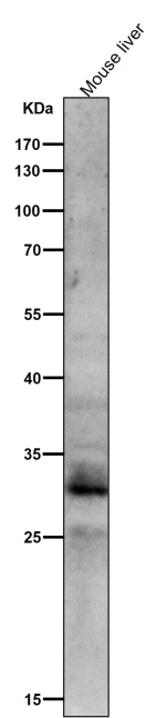 All lanes use the Phospho-MST1/MST2 (Thr183/Thr180) antibody  at 1:1K dilution for 1 hour at room temperature.
