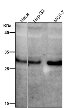All lanes use the Phospho-MST1/MST2 (Thr183/Thr180) antibody  at 1:1K dilution for 1 hour at room temperature.