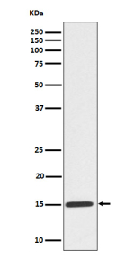 Western blot analysis of Phospho-Histone H3 (S10) expression in HeLa treated Colcemid cell lysate, using Phospho-Histone H3 (Ser10) antibody.