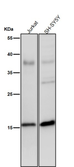All lanes use the Phospho-Histone H3 (Ser28) antibody at 1:2K dilution for 1 hour at room temperature.
