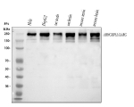 Western blot analysis of ARHGEF12 using anti-ARHGEF12 antibody. Lane 1: human Hela whole cell lysates, Lane 2: human HepG2 whole cell lysates, Lane 3: rat testis tissue lysates, Lane 4: rat brain tissue lysates, Lane 5: mouse testis tissue lysates, Lane 6: mouse brain tissue lysates. After electrophoresis, proteins were transferred to a nitrocellulose membrane at 150 mA for 50-90 minutes. Blocked the membrane with 5% non-fat milk/TBS for 1.5 hour at RT. The membrane was incubated with rabbit anti-ARHGEF12 antibody at 0.5 ug/ml overnight at 4oC, then washed with TBS-0.1%Tween 3 times with 5 minutes each and probed with a goat anti-rabbit IgG-HRP secondary antibody at a dilution of 1:5000 for 1.5 hour at RT. The signal was developed using enhanced chemiluminescent. The expected band size for ARHGEF12 is at 173 kDa but is commonly observed at 220-260 kDa due to extensive post-translational modification (especially phosphorylation) and anomalous SDSâPAGE migration due to its large, highly coiled-coilârich, multidomain structure.