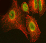 Immunofluorescent staining of ARHGEF12 using anti-ARHGEF12 antibody (green) and anti-Beta Tubulin antibody (red). ARHGEF12 was detected in immunocytochemical section of cell. Enzyme antigen retrieval was performed using IHC enzyme antigen retrieval reagent for 15 mins. The cells were blocked with 10% goat serum. And then incubated with 5 ug/ml rabbit anti-ARHGEF12 antibody and mouse anti-Beta Tubulin antibody overnight at 4oC. DyLight 488 Conjugated Goat Anti-Rabbit IgG and DyLight 550 Conjugated Goat Anti-Mouse IgG were used as secondary antibody at 1:500 dilution and incubated for 30 minutes at 37oC. Visualize using a fluorescence microscope and filter sets appropriate for the label used.