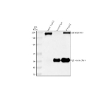 Immunoprecipitating (IP) ARHGEF12 in HepG2 whole cell lysate. Western blot analysis of ARHGEF12 using anti-ARHGEF12 antibody; Lane 1: HepG2 whole cell lysates (30ug); Lane 2: Rabbit control IgG instead of anti-ARHGEF12 antibody in HepG2 whole cell lysate; Lane 3: anti-ARHGEF12 antibody (2ug) + HepG2 whole cell lysate (500ug). After electrophoresis, proteins were transferred to a membrane. Then the membrane was incubated with rabbit anti-ARHGEF12 antibody at a dilution of 0.5 ug/ml and probed with a goat anti-rabbit IgG-HRP secondary antibody. The signal is developed using ECL Plus Western Blotting Substrate. A specific band was detected for ARHGEF12 at approximately 220 kDa. The expected band size for ARHGEF12 is at 173 kDa.