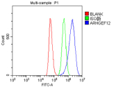 Flow Cytometry analysis of HepG2 cells using anti-ARHGEF12 antibody. Overlay histogram showing HepG2 cells stained with (Blue line). To facilitate intracellular staining, cells were fixed with 4% paraformaldehyde and permeabilized with permeabilization buffer. The cells were blocked with 10% normal goat serum. And then incubated with rabbit anti-ARHGEF12 antibody (1 ug/million cells) for 30 min at 20oC. DyLight 488 conjugated goat anti-rabbit IgG (5-10 ug/million cells) was used as secondary antibody for 30 minutes at 20oC. Isotype control antibody (Green line) was rabbit IgG (1 ug/million cells) used under the same conditions. Unlabelled sample (Red line) was also used as a control.