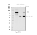 Immunoprecipitating (IP) EFS in SiHa whole cell lysate. Western blot analysis of EFS using anti-EFS antibody; Lane 1: SiHa whole cell lysates (30ug); Lane 2: Rabbit control IgG instead of anti-EFS antibody in SiHa whole cell lysate; Lane 3: anti-EFS antibody (2ug) + SiHa whole cell lysate (500ug). After electrophoresis, proteins were transferred to a membrane. Then the membrane was incubated with rabbit anti-EFS antibody at a dilution of 0.5 ug/ml and probed with a goat anti-rabbit IgG-HRP secondary antibody. The signal is developed using ECL Plus Western Blotting Substrate. A specific band was detected for EFS at approximately 85 kDa. The expected band size for EFS is at 59 kDa.