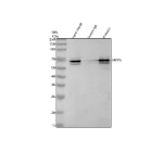 Immunoprecipitating PALS1 in HepG2 whole cell lysate. Western blot analysis of PALS1 using anti-PALS1 antibody. Lane 1: HepG2 whole cell lysates (30ug), Lane 2: Rabbit control IgG instead of anti-PALS1 antibody in HepG2 whole cell lysate, Lane 3: anti-PALS1 antibody (2ug) + HepG2 whole cell lysate (500ug). After electrophoresis, proteins were transferred to a membrane. Then the membrane was incubated with rabbit anti-PALS1 antibody at a dilution of 0.5 ug/ml and probed with a mouse anti-rabbit IgG-HRP secondary antibody (Light Chain). The signal is developed using ECL Plus Western Blotting Substrate. A specific band was detected for PALS1 at approximately 80 kDa. The expected band size for PALS1 is at 77 kDa.