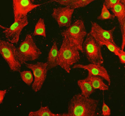 Immunofluorescent staining of FFPE human A549 cells with SRRT antibody (green) and Alpha Tubulin mAb (red). HIER: steam section in pH6 citrate buffer for 20 min.