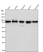 All lanes use the CDC16 antibody at 1:4K dilution for 1 hour at room temperature.