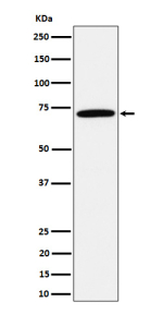 Western blot analysis of Apc6 / CDC16 expression in HepG2 cell lysate using CDC16 antibody.