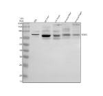 Western blot analysis of TGM5 using anti-TGM5 antibody. Electrophoresis was performed on a 10% SDS-PAGE gel at 80V (Stacking gel) / 120V (Resolving gel) for 2 hours. Lane 1: human HEL whole cell lysates, Lane 2: rat liver tissue lysates, Lane 3: rat heart tissue lysates, Lane 4: mouse liver tissue lysates, Lane 5: mouse heart tissue lysates. After electrophoresis, proteins were transferred to a nitrocellulose membrane at 150 mA for 50-90 minutes. Blocked the membrane with 5% non-fat milk/TBS for 1.5 hour at RT. The membrane was incubated with rabbit anti-TGM5 antibody at 0.5 ug/ml overnight at 4oC, then washed with TBS-0.1%Tween 3 times with 5 minutes each and probed with a goat anti-rabbit IgG-HRP secondary antibody at a dilution of 1:5000 for 1.5 hour at RT. The signal was developed using an ECL Plus Western Blotting Substrate. A specific band was detected for TGM5 at approximately 81 kDa. The expected band size for TGM5 is at 81 kDa.
