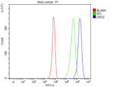 Flow Cytometry analysis of K562 cells using anti-LMO2 antibody. Overlay histogram showing K562 cells stained with (Blue line). To facilitate intracellular staining, cells were fixed with 4% paraformaldehyde and permeabilized with permeabilization buffer. The cells were blocked with 10% normal goat serum. And then incubated with rabbit anti-LMO2 antibody (1 ug/million cells) for 30 min at 20oC. DyLight 488 conjugated goat anti-rabbit IgG (5-10 ug/million cells) was used as secondary antibody for 30 minutes at 20oC. Isotype control antibody (Green line) was rabbit IgG (1 ug/million cells) used under the same conditions. Unlabelled sample (Red line) was also used as a control.