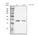 Western blot analysis of IFN Gamma/Ifng using anti-Ifng antibody. Lane 1: recombinant mouse Ifng protein 5 ng, Lane 1: recombinant mouse Ifng protein 2.5 ng. After electrophoresis, proteins were transferred to a nitrocellulose membrane at 150 mA for 50-90 minutes. Blocked the membrane with 5% non-fat milk/TBS for 1.5 hour at RT. The membrane was incubated with rabbit anti-Ifng antibody at 0.5 ug/ml overnight at 4oC, then washed with TBS-0.1%Tween 3 times with 5 minutes each and probed with a goat anti-rabbit IgG-HRP secondary antibody at a dilution of 1:5000 for 1.5 hour at RT. The signal was developed using enhanced chemiluminescent.