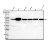 Western blot analysis of DRD5 using anti-DRD5 antibody. Lane 1: human U-87MG whole cell lysates, Lane 2: human THP-1 whole cell lysates, Lane 3: human SH-SY5Y whole cell lysates, Lane 4: rat brain tissue lysates, Lane 5: rat C6 whole cell lysates, Lane 6: mouse brain tissue lysates. After electrophoresis, proteins were transferred to a nitrocellulose membrane at 150 mA for 50-90 minutes. Blocked the membrane with 5% non-fat milk/TBS for 1.5 hour at RT. The membrane was incubated with rabbit anti-DRD5 antibody at 0.5 ug/ml overnight at 4oC, then washed with TBS-0.1%Tween 3 times with 5 minutes each and probed with a goat anti-rabbit IgG-HRP secondary antibody at a dilution of 1:5000 for 1.5 hour at RT. The signal was developed using enhanced chemiluminescent. The expected band size for DRD5 is at 53 kDa.