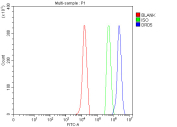 Flow Cytometry analysis of U937 cells using anti-DRD5 antibody. Overlay histogram showing U937 cells stained with (Blue line). The cells were fixed with 4% paraformaldehyde and blocked with 10% normal goat serum. And then incubated with rabbit anti-DRD5 antibody (1 ug/million cells) for 30 min at 20oC. DyLight 488 conjugated goat anti-rabbit IgG (5-10 ug/million cells) was used as secondary antibody for 30 minutes at 20oC. Isotype control antibody (Green line) was rabbit IgG (1 ug/million cells) used under the same conditions. Unlabelled sample (Red line) was also used as a control.