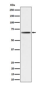 Western blot analysis of Phospho- S6 Kinase beta (S371) expression in 293 cell lysate using Phospho-p70 S6 Kinase beta (Ser371) antibody.