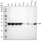Western blot analysis of FAM50A using anti-FAM50A antibody. Lane 1: human Hela whole cell lysates, Lane 2: human U251 whole cell lysates, Lane 3: human MCF-7 whole cell lysates, Lane 4: human whole cell lysates, Lane 5: rat brain tissue lysates, Lane 6: rat PC-12 whole cell lysates, Lane 7: mouse brain tissue lysates, Lane 8: mouse RAW264.7 whole cell lysates. After electrophoresis, proteins were transferred to a nitrocellulose membrane at 150 mA for 50-90 minutes. Blocked the membrane with 5% non-fat milk/TBS for 1.5 hour at RT. The membrane was incubated with rabbit anti-FAM50A antibody at 1:500 overnight at 4oC, then washed with TBS-0.1%Tween 3 times with 5 minutes each and probed with a goat anti-rabbit IgG-HRP secondary antibody at a dilution of 1:1000 for 1.5 hour at RT. The signal was developed using enhanced chemiluminescent. A specific band was detected for FAM50A at approximately 40 kDa. The expected band size for FAM50A is at 40 kDa.