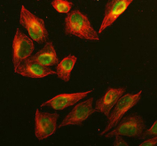 Immunofluorescent staining of RAD51AP1 using anti-RAD51AP1 antibody (green) and anti-Beta Tubulin antibody (red). RAD51AP1 was detected in immunocytochemical section of U2OS cell. Enzyme antigen retrieval was performed using IHC enzyme antigen retrieval reagent for 15 mins. The cells were blocked with 10% goat serum. And then incubated with 5 ug/ml rabbit anti-RAD51AP1 antibody and mouse anti-Beta Tubulin antibody overnight at 4oC. DyLight 488 Conjugated Goat Anti-Rabbit IgG and Cy3 Conjugated Goat Anti-Mouse IgG were used as secondary antibody at 1:500 dilution and incubated for 30 minutes at 37oC. Visualize using a fluorescence microscope and filter sets appropriate for the label used.