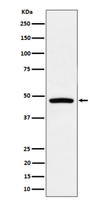 Western blot analysis of PREB expression in Raji cell lysate using PREB antibody.