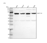 Western blot analysis of FAM111B using anti-FAM111B antibody. Lane 1: human whole cell lysates, Lane 2: human Hacat whole cell lysates, Lane 3: human RT4 whole cell lysates, Lane 4: human U2OS whole cell lysates. After electrophoresis, proteins were transferred to a nitrocellulose membrane at 150 mA for 50-90 minutes. Blocked the membrane with 5% non-fat milk/TBS for 1.5 hour at RT. The membrane was incubated with rabbit anti-FAM111B antibody at 0.5 ug/ml overnight at 4oC, then washed with TBS-0.1%Tween 3 times with 5 minutes each and probed with a goat anti-rabbit IgG-HRP secondary antibody at a dilution of 1:5000 for 1.5 hour at RT. The signal was developed using enhanced chemiluminescent. A specific band was detected for FAM111B at approximately 85 kDa. The expected band size for FAM111B is at 85 kDa.