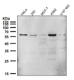 All lanes use the PTBP2 antibody at 1:1K dilution for 1 hour at room temperature.