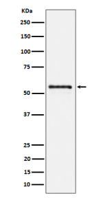 Western blot analysis of PTBP2 expression in Neuro2a cell lysate using PTBP2 antibody.
