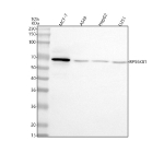 Western blot analysis of p70 S6K using anti- p70 S6K antibody. Lane 1: human MCF-7 whole cell lysates, Lane 2: human whole cell lysates, Lane 3: human HepG2 whole cell lysates, Lane 4: human U251 whole cell lysates. After electrophoresis, proteins were transferred to a nitrocellulose membrane at 150 mA for 50-90 minutes. Blocked the membrane with 5% non-fat milk/TBS for 1.5 hour at RT. The membrane was incubated with rabbit anti- p70 S6K antibody at 0.5 ug/ml overnight at 4oC, then washed with TBS-0.1%Tween 3 times with 5 minutes each and probed with a goat anti-rabbit IgG-HRP secondary antibody at a dilution of 1:5000 for 1.5 hour at RT. The signal was developed using enhanced chemiluminescent. The predicted band size for p70 S6K is at 59 kDa but is commonly observed at ~70 kDa.