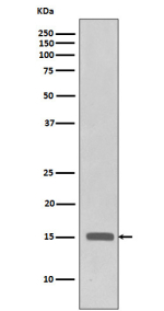 Western blot analysis of Histone H3 (tri methyl K27) expression in Hela cell lysate using Histone H3 (tri methyl K27) antibody.